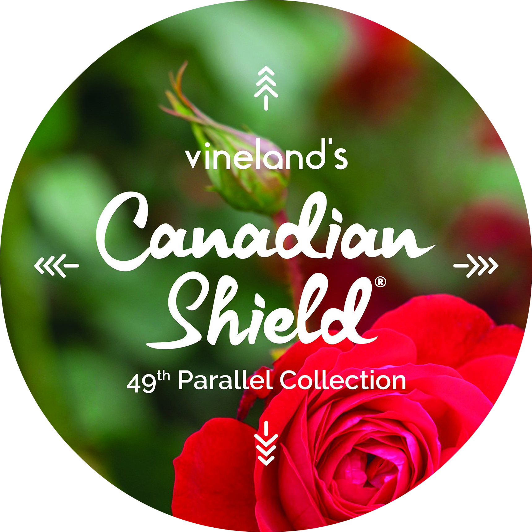 Canadian Shield Rose