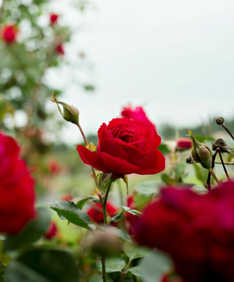 Vineland’s 49th Parallel Collection | Canadian Grown Roses