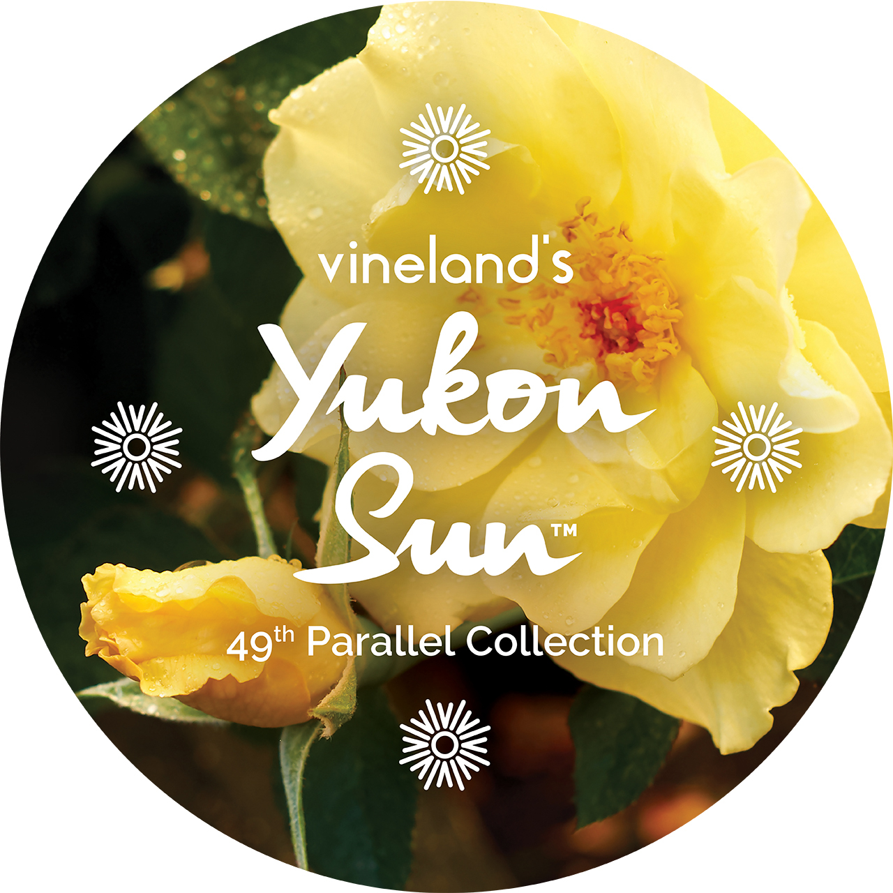 Yukon Sun - Vineland's 49th Parallel Collection