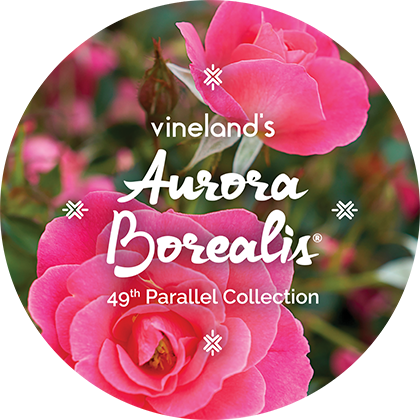 Aurora Borealis® - Vineland's 49th Parallel Collection