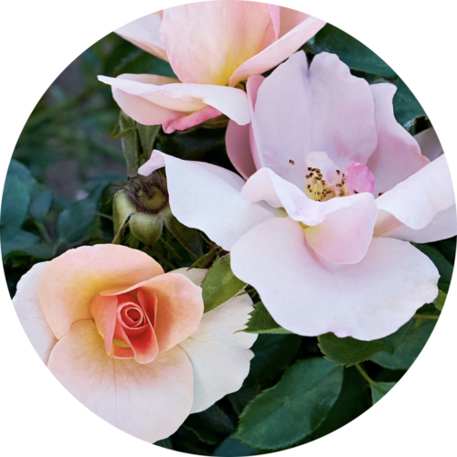 hardy-roses-from-vineland-s-49th-parallel-collection